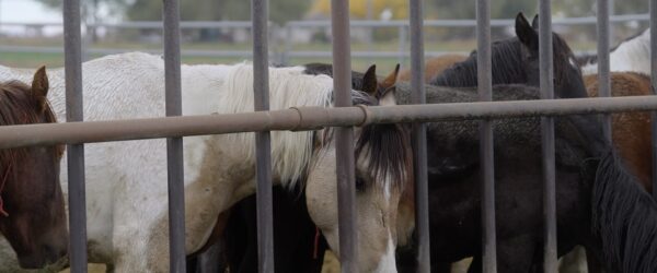 Caged Wild Horses