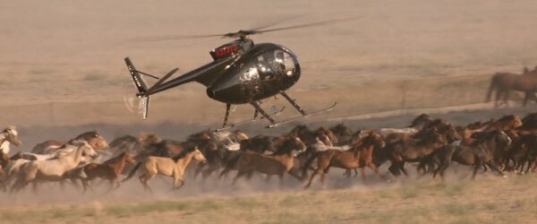 Helicopter Roundup Chasing Wild Horses
