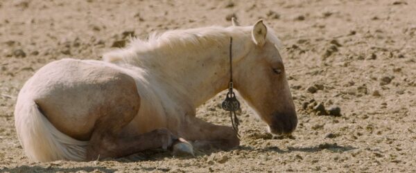 Sad Wild Horse after capture in roundup