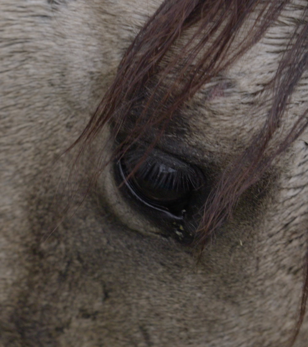 Wild Horse Eye Closeup