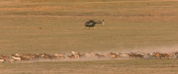 Wild Horse Helicopter Roundup